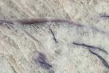 Polished Pollucite (Caesium Ore) Section - Western Australia #239925-1